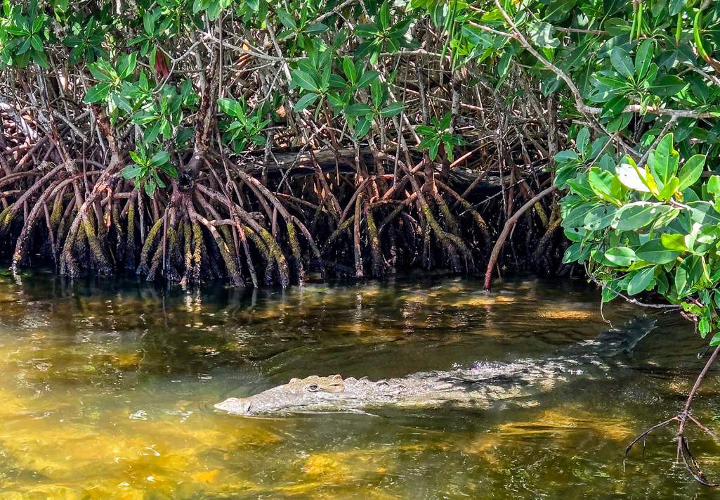 Mangroveskog med krokodil