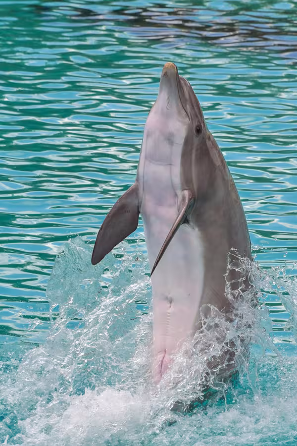 Showdelfin i fångenskap. Bild av Christel SAGNIEZ från Pixabay