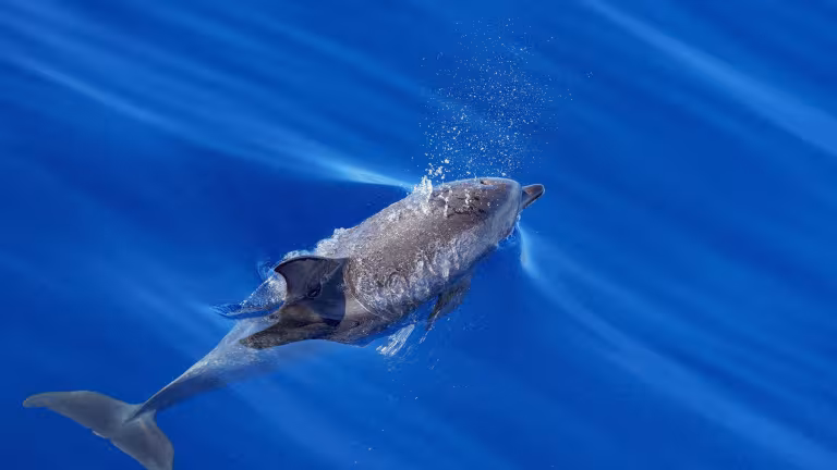 Delfin i det fria