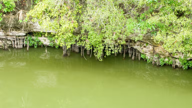 Grönt vatten i cenote