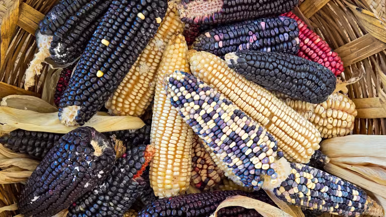 Olika typer av majs