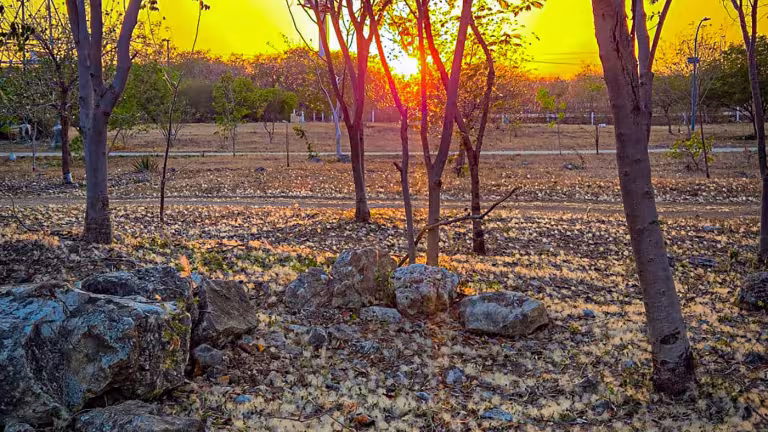 Ceiba-tussar som täcker marken.