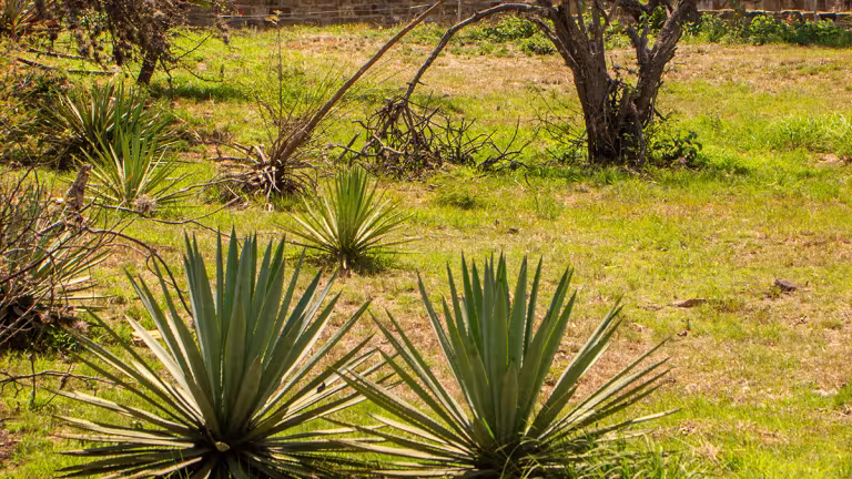 Agave som växer vilt uppe på Monte Albán.