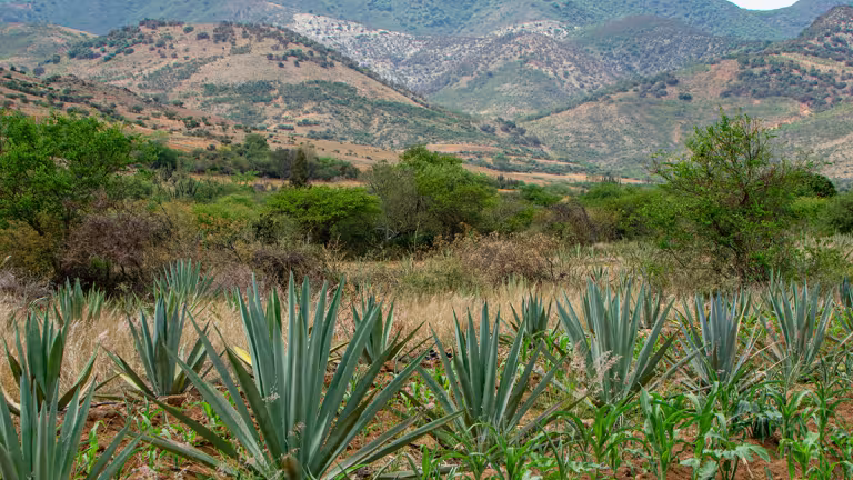 Agave för hantverksmezcal
