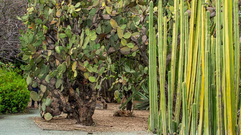 Kaktusar i den botaniska trädgården.