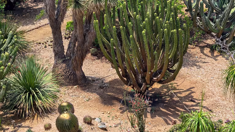 Den botaniska trädgården i Santo Domingo, Oaxaca.