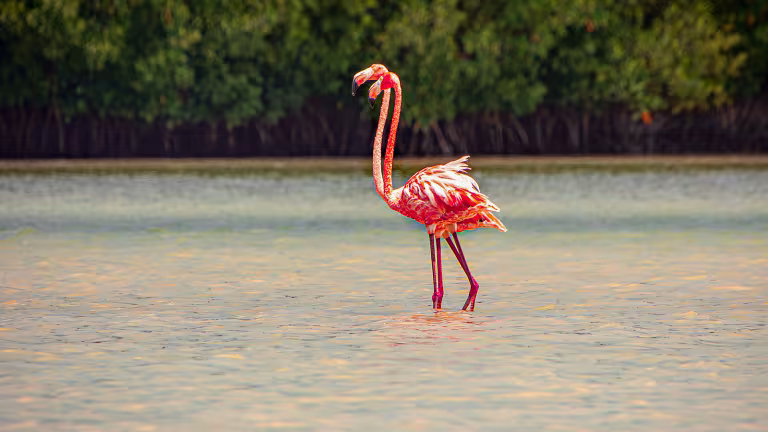 Flamingos på promenad Rio Lagartos